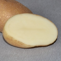 Семенной картофель «Удача». Мякоть белая.
