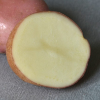Семенной картофель «Романо». Мякоть светло-кремовая.