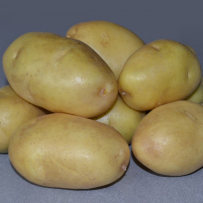 Семенной картофель «Импала». Клубни овальной формы, кожура желтая.