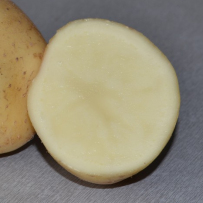 Семенной картофель «Невский». Мякоть белая.