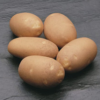 Семенной картофель «Инноватор». Форма клубня овальная. Сорт для приготовления «картофеля-фри»