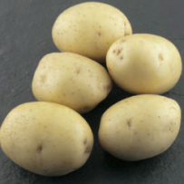 Семенной картофель «Коломба». Форма клубня овальная, кожура гладкая светло-желтая.