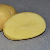 Семенной картофель «Импала». Мякоть светло-желтая.