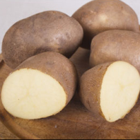 Семенной картофель «Инноватор». Мякоть светло-желтая. Сорт для приготовления «картофеля-фри»