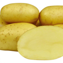 Семенной картофель «Колетте». Форма клубня овальная, мякоть светло-желтая.