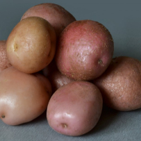 Семенной картофель «Романо». Клубни овальной формы, кожура розовая.