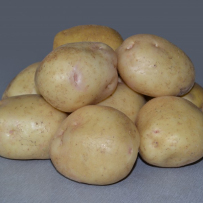 Семенной картофель «Невский». Клубни округло-овальной формы, кожура белая.