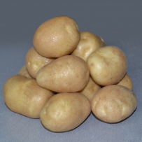 Семенной картофель «Удача». Клубни овальной формы, кожура белая.