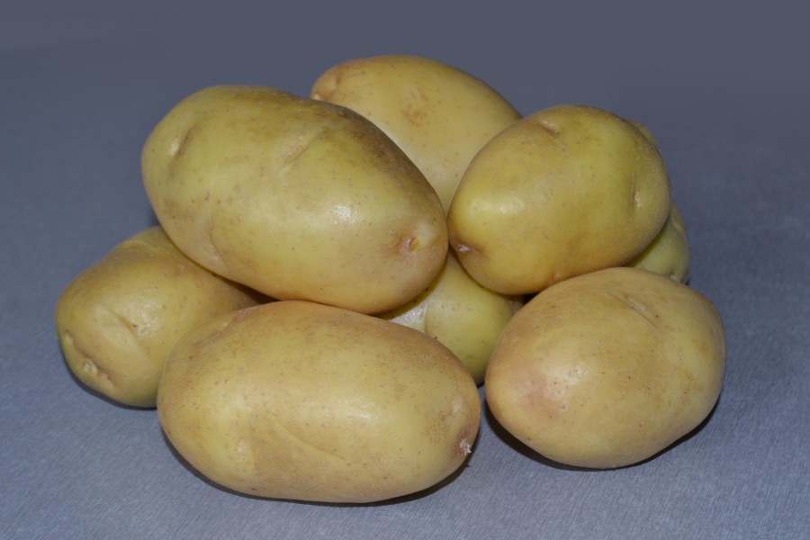 Куплю картофель приморский. Сорт картофеля Импала. Голландский картофель Импала. Сорт картошки Импала. Картофель семенной Импала.